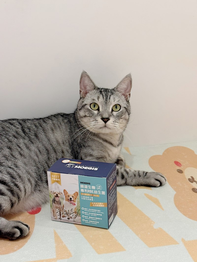 女人知己試用大隊,口碑行銷,部落客行銷,Moegis萌吉 腸道生機專利RBE益生菌,寵物益生菌,專利RBE益生元,專利蔬果酵素,小分子胜肽,藍藻粉,維持免疫力,幫助維持消化道機能,維持正常食慾,改變細菌叢生態,腸胃保健,犬貓適用